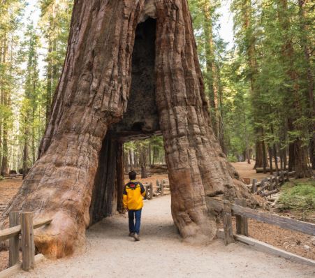 Top Attractions In Yosemite National Park, Top 10 Attractions In Yosemite National Park