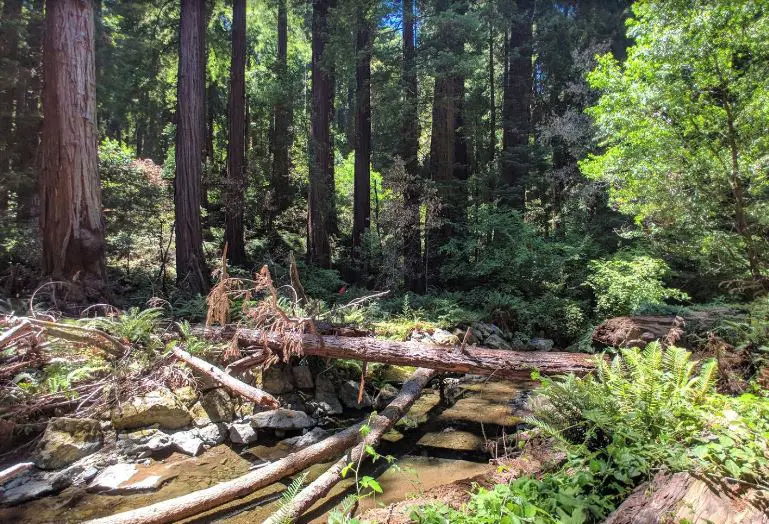 forest in California, best forest in California