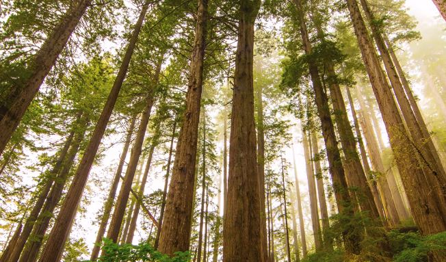 interesting facts about the redwood tree, redwood tree root facts