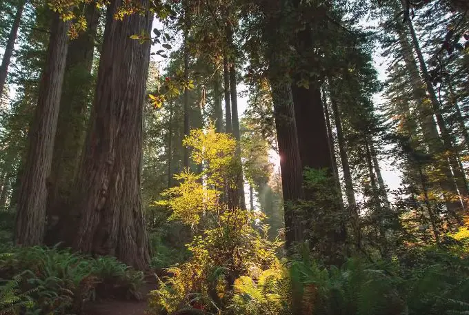 what to do in Redwood national park, things to do near Redwood national park