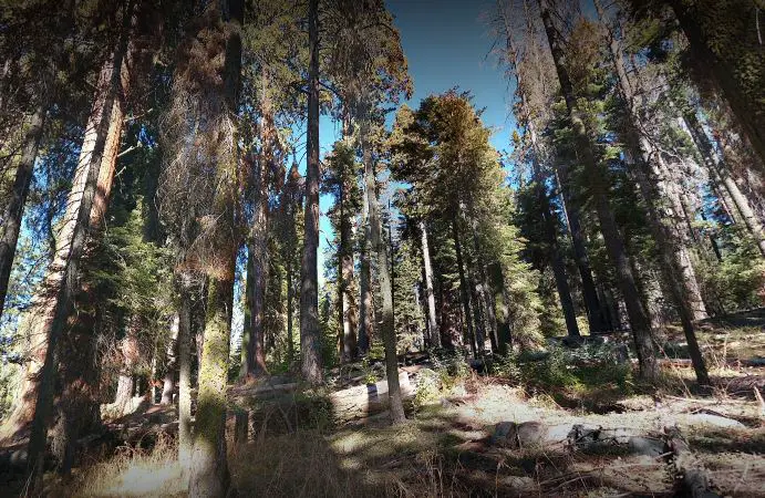 best forest in California, famous forest in California