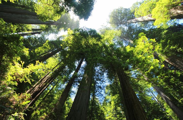 facts about the redwood tree, redwood forest facts