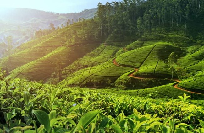  the best hill station in Ooty, Tamil Nadu, hill-stations to visit in South India, a popular hill station in Ooty, the best hill station near Ooty, must-go hill-stations in Ooty,