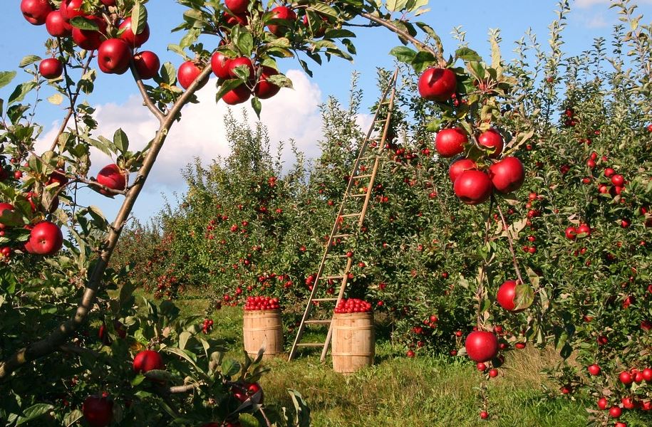 Buy Apples for Home