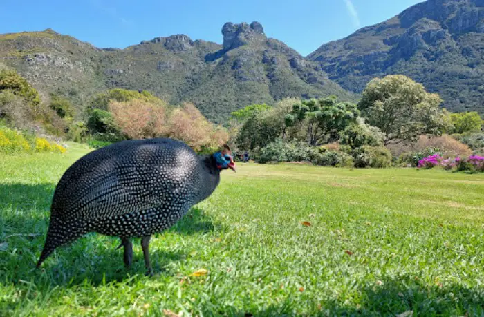 list of 10 great things to try in Cape Town, famous things to do in Cape Town, popular things to do in Cape Town, top thing to do in Cape Town, best things to do in Cape Town, must-try things to do in Cape Town
