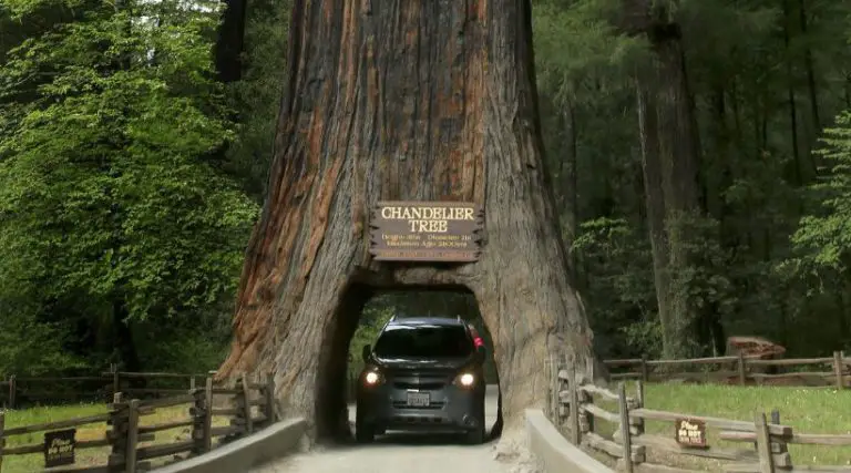 Some Places To See Redwood Trees In California 