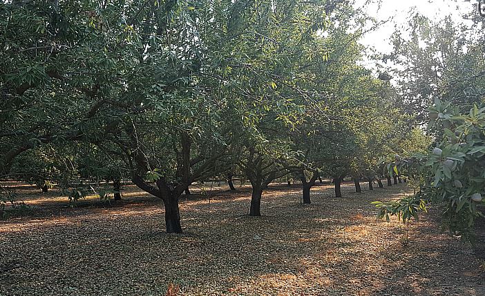 California Almond Farm, interesting facts about california, california state fact