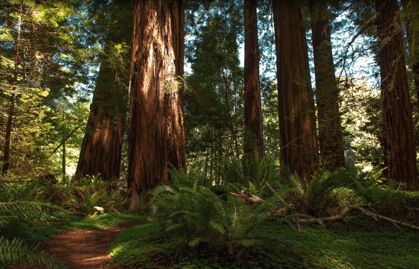 California national parks list, best national parks in California, famous national parks in California