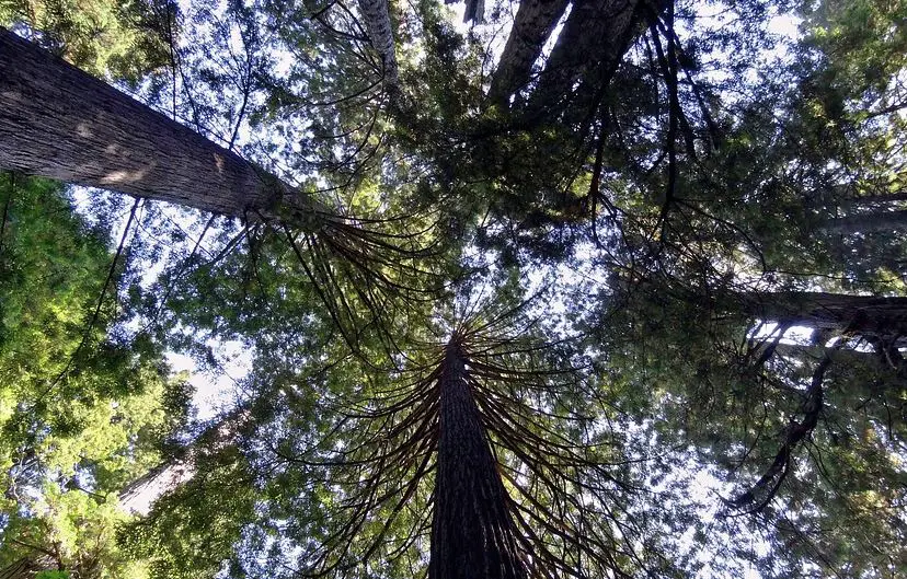 the best time to visit Redwood, the best time to visit Redwood forest