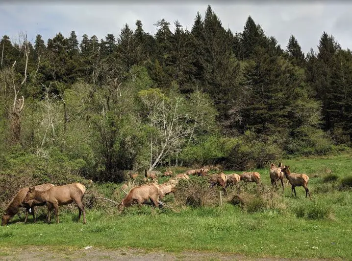 visiting Redwood National Park, the best time to visit Redwood, the best time to visit Redwood forest