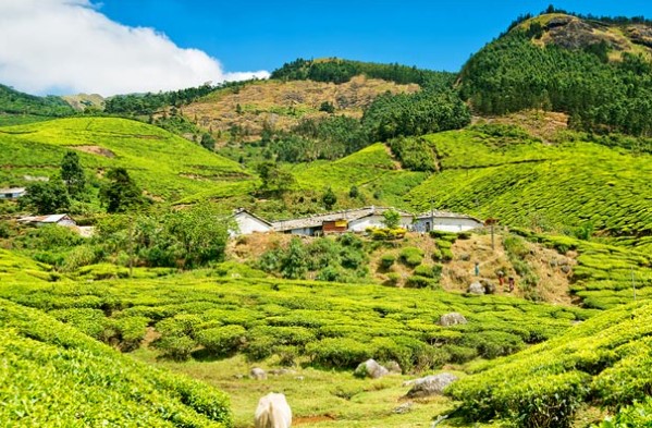 must-try things to do at Munnar in Monsoon, list of 10 famous monsoon things to do in Munnar, top thing to do at Munnar in Monsoon, popular thing to do at Munnar in Monsoon, beauty of Munnar’s monsoon, must-try thing to do in the monsoon of Munnar, Monsoon in Munnar ,